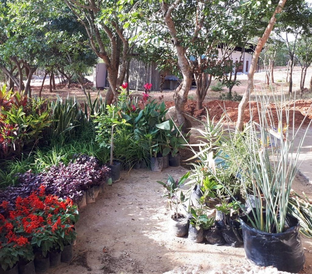 Green fingers at the Centre for Excellence